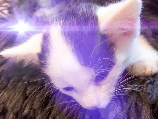 Run free, Katerchen Lumpi / © 2017 Arche KaNaum (DN)