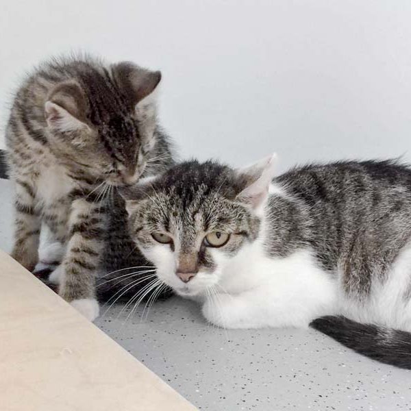 Katerchen Fauli (l.) mit Mama Schlumpfine / © 2017 Arche KaNaum (DN) Katerchen Fauli (l.) mit Mama Schlumpfine / © 2017 Arche KaNaum (DN)