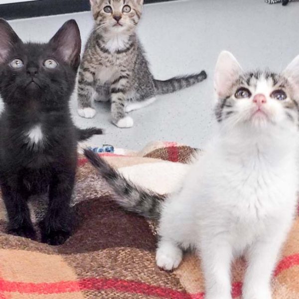 Kätzchen Forschi und Fauli mit Schwester Sasette (v.l.n.r.) / © 2017 Arche KaNaum (DN)