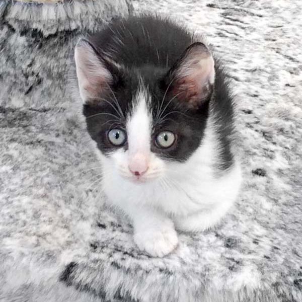 Katerchen Fürchti / © 2017 Arche KaNaum (DN)