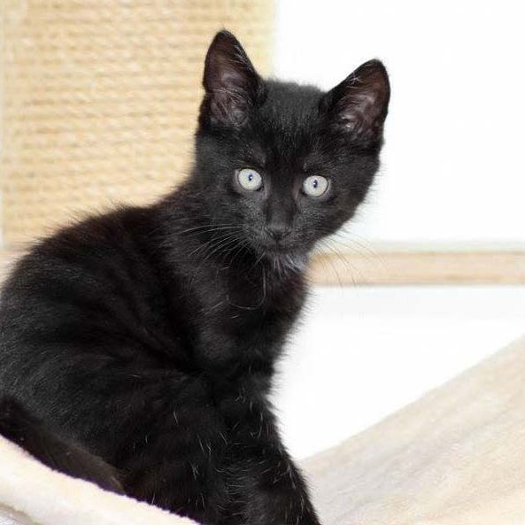 Katerchen Hugo  / © 2017 Arche KaNaum (DN) Katerchen Hugo / © 2017 Arche KaNaum (DN)