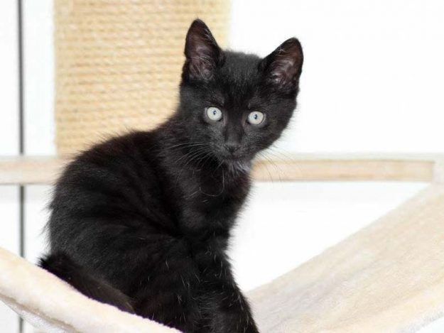 Katerchen Hugo  / © 2017 Arche KaNaum (DN) Katerchen Hugo / © 2017 Arche KaNaum (DN)