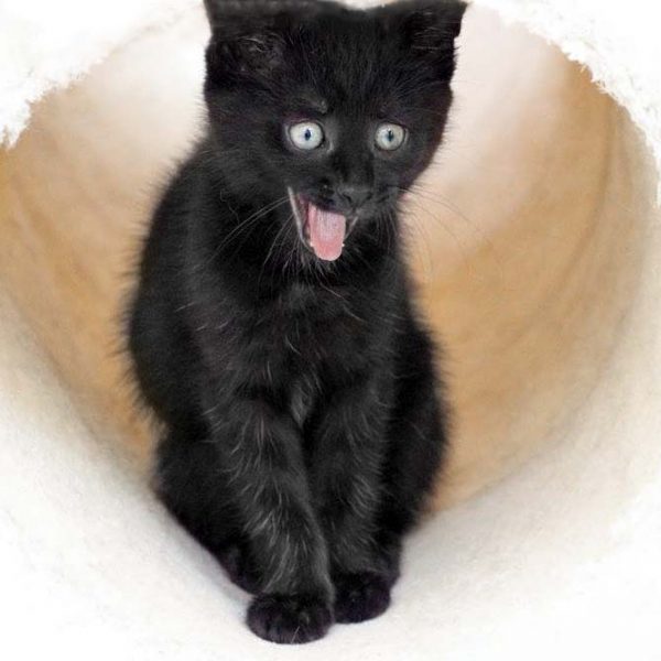 Katerchen Hugo  / © 2017 Arche KaNaum (DN) Katerchen Hugo / © 2017 Arche KaNaum (DN)