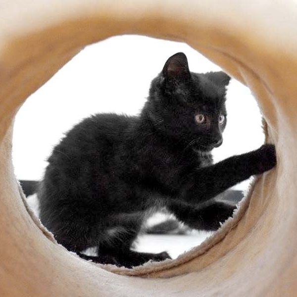 Gestatten? Mein Name ist Bond. Hugo Bond  / © 2017 Arche KaNaum (DN) Gestatten? Mein Name ist Bond. Hugo Bond / © 2017 Arche KaNaum (DN)