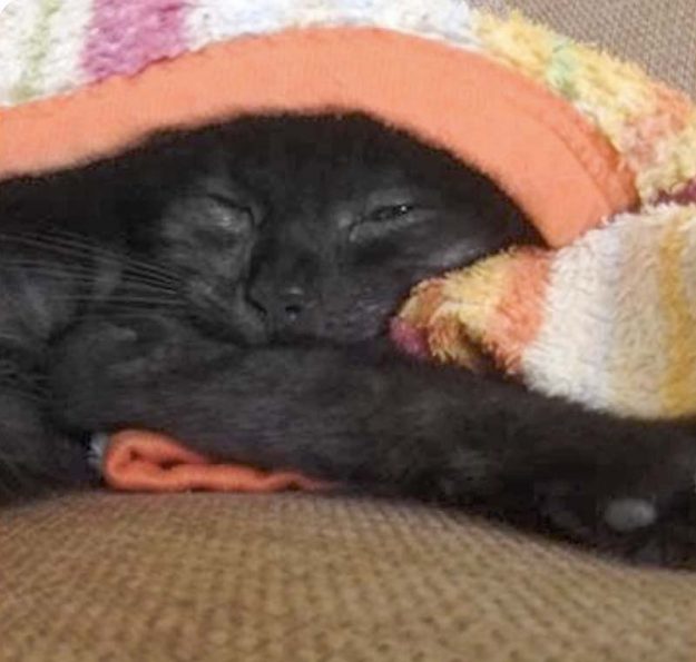 Kätzin Lilly (aka Lobelia) im neuen Zuhause / © 03.09.'17 Privat