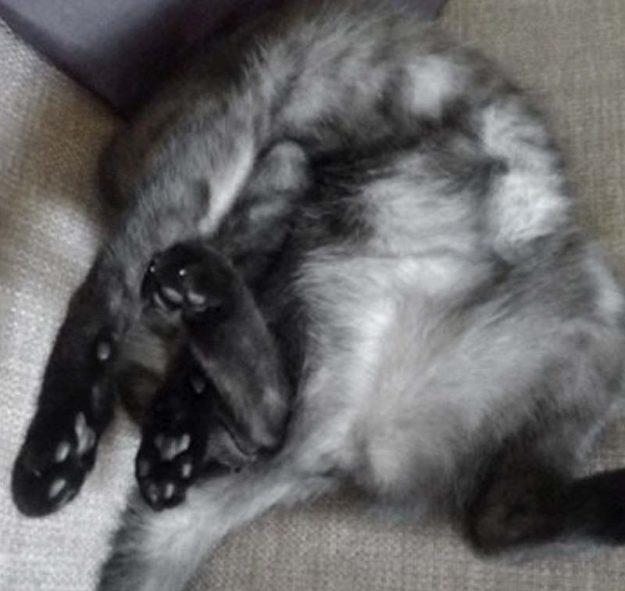 Kätzin Lilly (aka Lobelia) im neuen Zuhause / © 03.09.'17 Privat