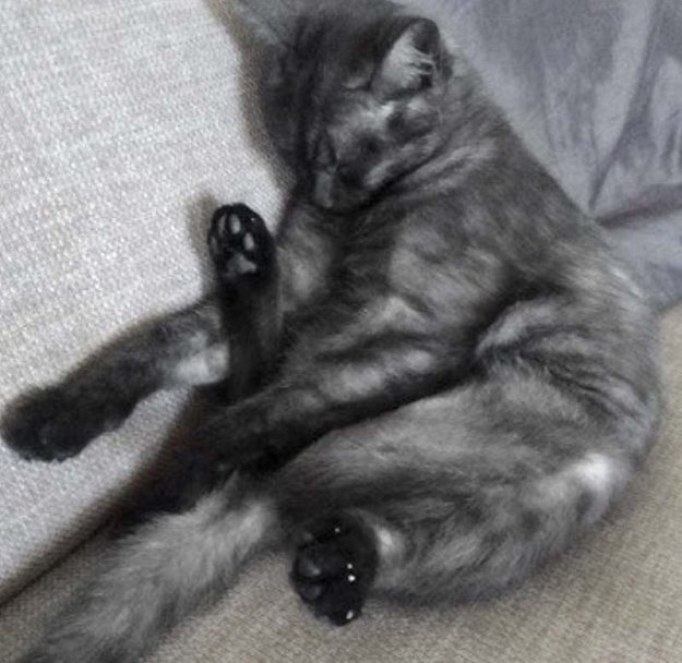 Kätzin Lilly (aka Lobelia) im neuen Zuhause / © 03.09.'17 Privat