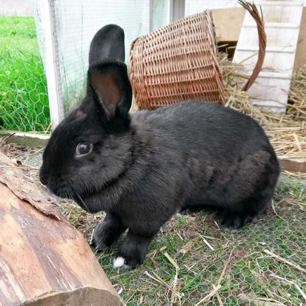 Kaninchenhäsin Malve / © 2017 Arche KaNaum (OS)