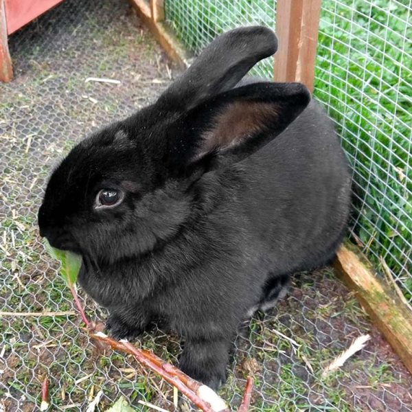 Kaninchenhäsin Malve / © 2017 Arche KaNaum (OS)