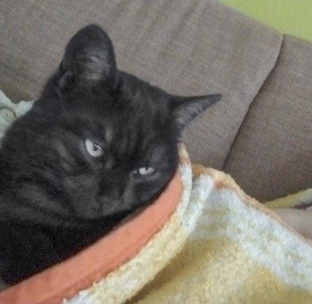 Kätzin Lilly (aka Lobelia) im neuen Zuhause / © 28.10.'17 Privat