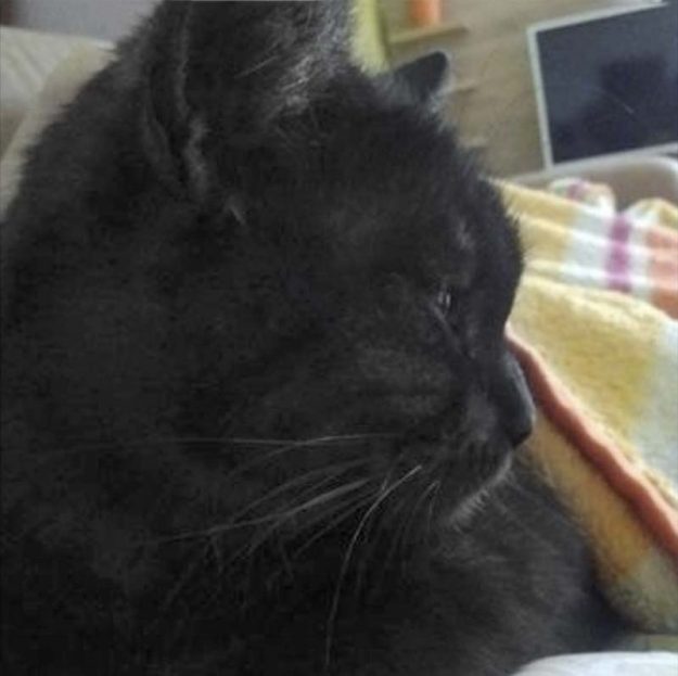 Kätzin Lilly (aka Lobelia) im neuen Zuhause / © 28.10.'17 Privat