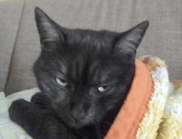 Kätzin Lilly (aka Lobelia) im neuen Zuhause / © 28.10.'17 Privat