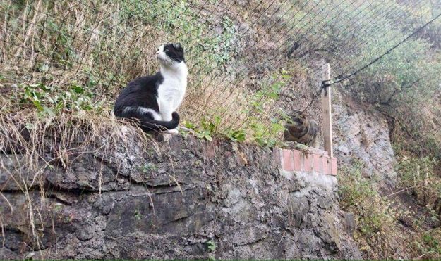 Kater Teddy (l.) im neuen Zuhause mit Kumpel Spinni / © 21.08.'16 Privat
