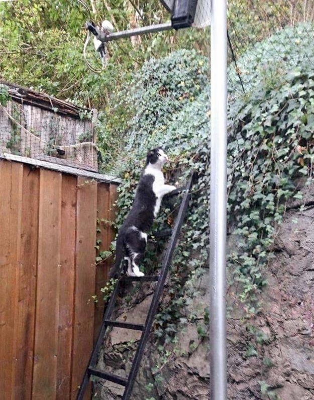 Kater Teddy erkundet sein neues Gehege / © 21.08.'16 Privat