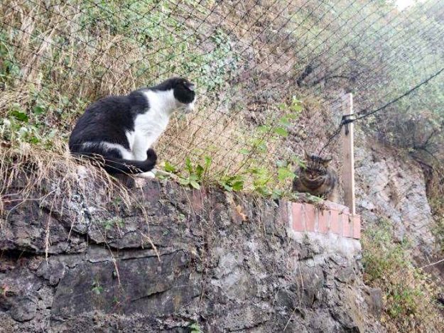 Kater Teddy (l.) im neuen Zuhause mit Kumpel Spinni / © 21.08.'16 Privat