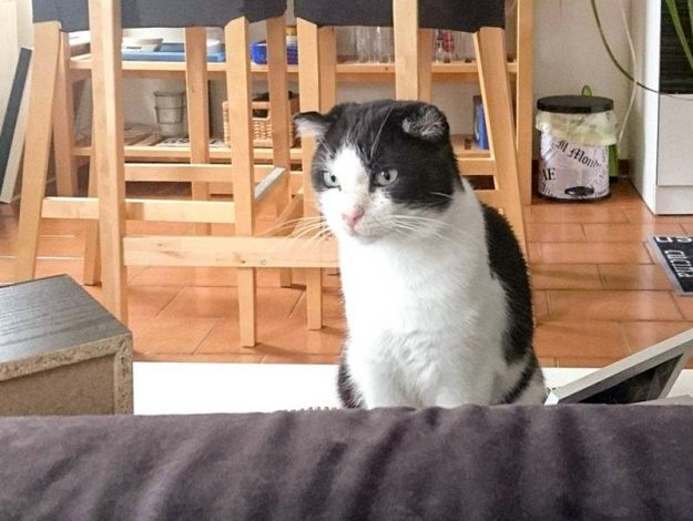 Kater Teddy im neuen Zuhause / © 20.08.'16 Privat