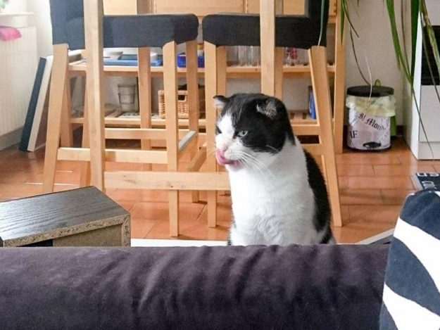 Kater Teddy im neuen Zuhause / © 20.08.'16 Privat