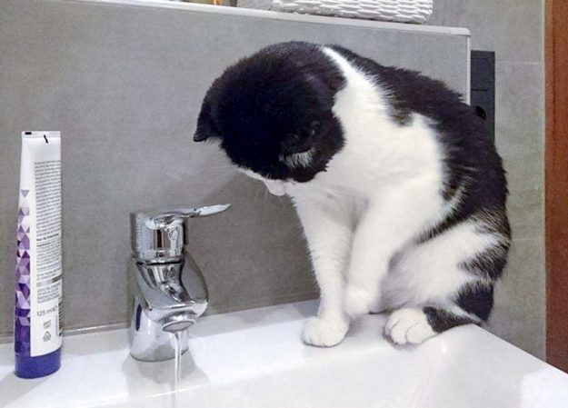 Kater Teddy im neuen Zuhause / © 21.08.'16 Privat