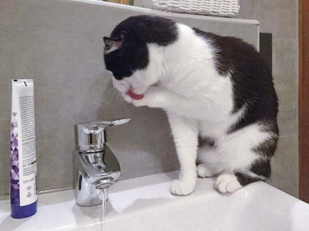 Kater Teddy im neuen Zuhause / © 21.08.'16 Privat