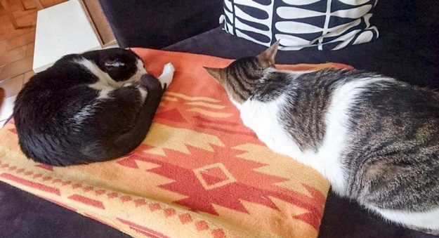 Kater Teddy (l.) im neuen Zuhause mit Kumpel Beto / © 21.08.'16 Privat