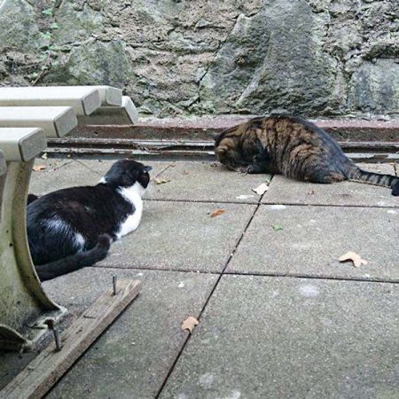 Kater Teddy (l.) im neuen Zuhause mit Kumpel Spinni / © 03.09.'16 Privat