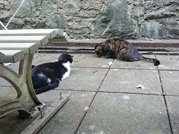 Kater Teddy (l.) im neuen Zuhause mit Kumpel Spinni / © 03.09.'16 Privat