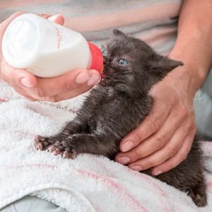 Kätzin Nougat / © 2017 Arche KaNaum (NH)