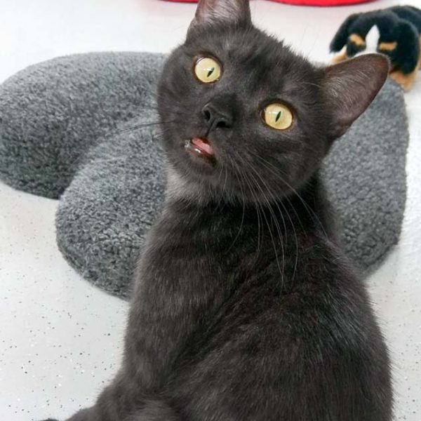 Kater Hobbit / © 2017 Arche KaNaum (OS) Kater Hobbit / © 2017 Arche KaNaum (OS)