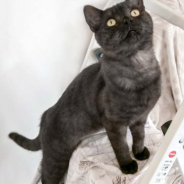 Kater Hobbit / © 2017 Arche KaNaum (OS) Kater Hobbit / © 2017 Arche KaNaum (OS)