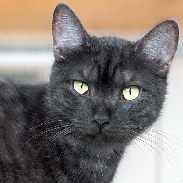 Kater Hobbit / © 2017 Arche KaNaum (NH) Kater Hobbit / © 2017 Arche KaNaum (NH)