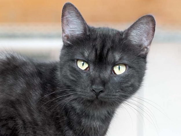 Kater Hobbit / © 2017 Arche KaNaum (NH)