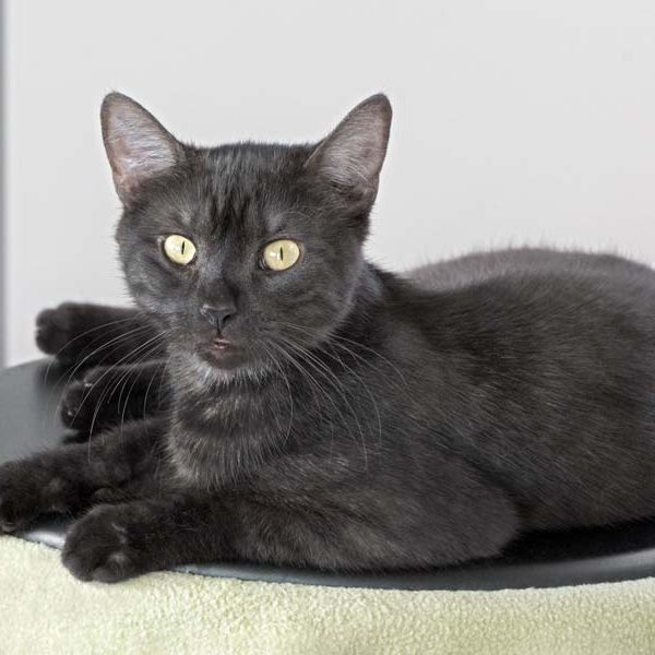 Kater Hobbit / © 2017 Arche KaNaum (NH) Kater Hobbit / © 2017 Arche KaNaum (NH)