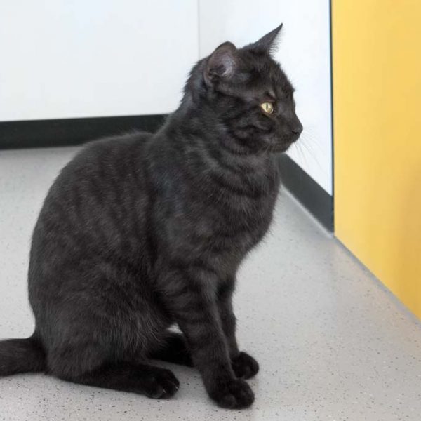 Kater Hobbit / © 2017 Arche KaNaum (NH) Kater Hobbit / © 2017 Arche KaNaum (NH)