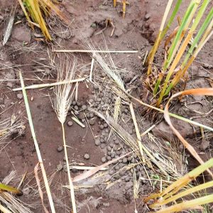 Sitzkuhle der ausgesetzten Kaninchen / © 2017 Arche KaNaum (DN) Sitzkuhle der ausgesetzten Kaninchen / © 2017 Arche KaNaum (DN)