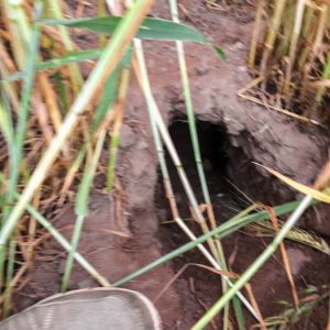 Eingang zum Bau der ausgesetzten Kaninchen / © 2017 Arche KaNaum (DN) Eingang zum Bau der ausgesetzten Kaninchen / © 2017 Arche KaNaum (DN)