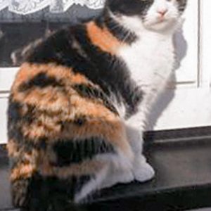 Vermisst: Kätzin Pussi / © 2017 Privat Vermisst: Kätzin Pussi / © 2017 Privat