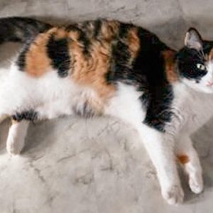 Vermisst: Kätzin Pussi / © 2017 Privat Vermisst: Kätzin Pussi / © 2017 Privat