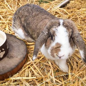 Kaninchenhäsin Gerda van Gerstenfeld / © 2017 Arche KaNaum (AE) Kaninchenhäsin Gerda van Gerstenfeld / © 2017 Arche KaNaum (AE)