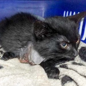 Kätzin Flo nach ihrer Bein-OP / © 2017 Arche KaNaum (DN) Kätzin Flo nach ihrer Bein-OP / © 2017 Arche KaNaum (DN)