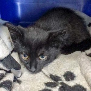 Kätzin Flo nach ihrer Bein-OP / © 2017 Arche KaNaum (DN) Kätzin Flo nach ihrer Bein-OP / © 2017 Arche KaNaum (DN)