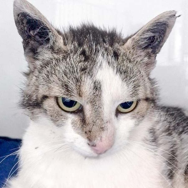 Kater Jack / © 2017 Arche KaNaum (DN) Kater Jack / © 2017 Arche KaNaum (DN)