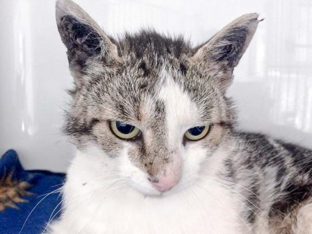 Kater Jack / © 2017 Arche KaNaum (DN) Kater Jack / © 2017 Arche KaNaum (DN)