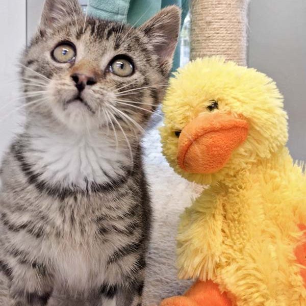 Kätzin Mary am 13.07.2017 / © 2017 Arche KaNaum (DN)