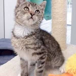 Kätzin Mary am 13.07.2017 / © 2017 Arche KaNaum (DN)