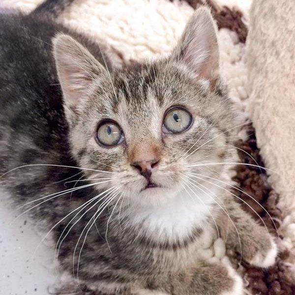 Kätzin Mary am 13.07.2017 / © 2017 Arche KaNaum (DN)