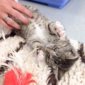 Kätzin Mary am 13.07.2017 / © 2017 Arche KaNaum (DN)