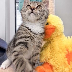 Kätzin Mary am 13.07.2017 / © 2017 Arche KaNaum (DN)