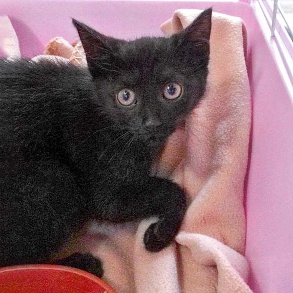 Kätzin Flo / © 2017 Arche KaNaum (DN) Kätzin Flo / © 2017 Arche KaNaum (DN)