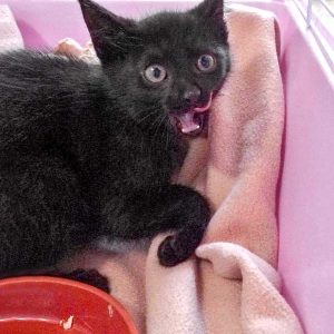 Kätzin Flo / © 2017 Arche KaNaum (DN) Kätzin Flo / © 2017 Arche KaNaum (DN)