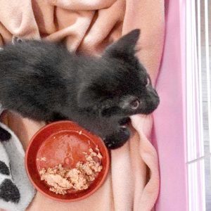 Kätzin Flo / © 2017 Arche KaNaum (DN) Kätzin Flo / © 2017 Arche KaNaum (DN)